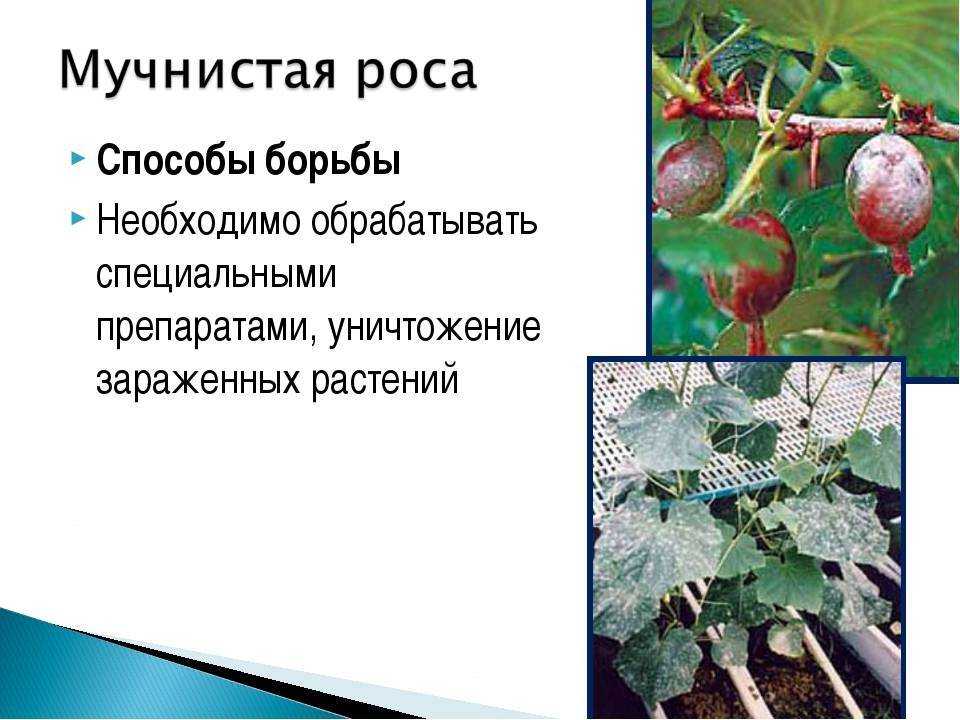 Мучнистая роса на крыжовнике: чем обработать, как бороться, эффективные средства