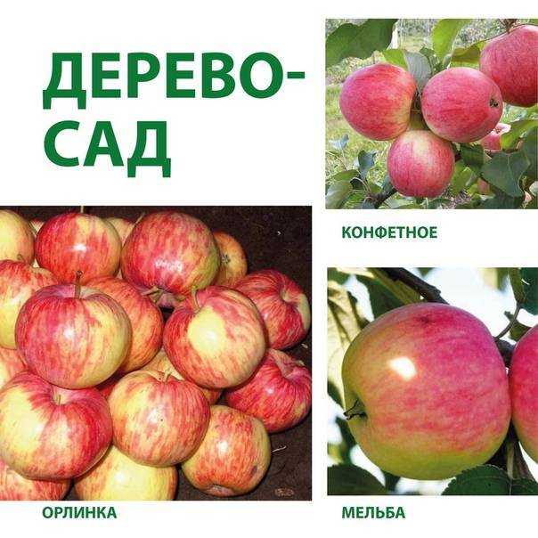 Характеристики, достоинства и недостатки, фото яблонь орлик