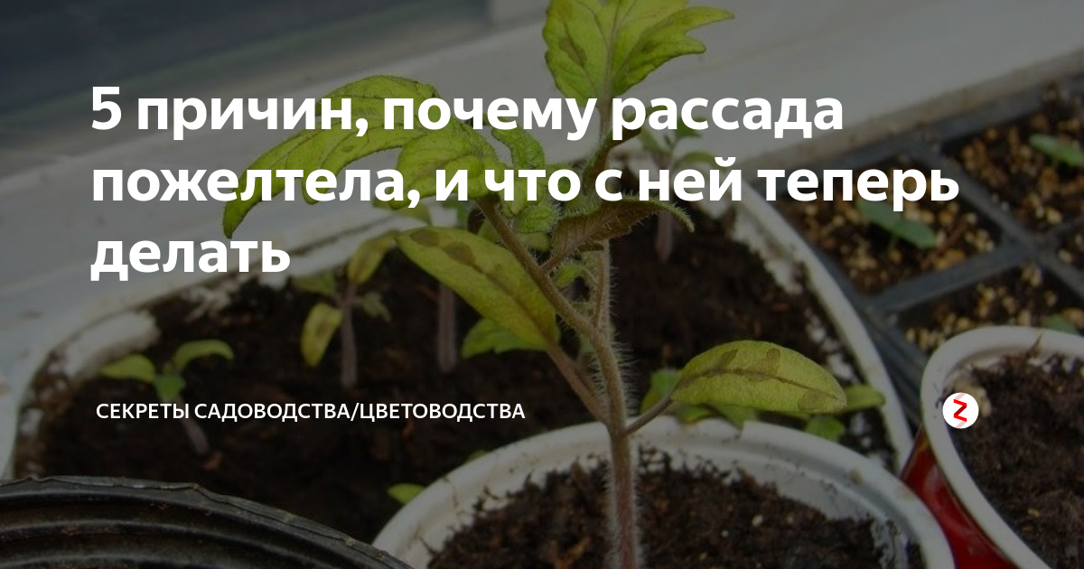 Что делать, если у томатов стали желтеть листья