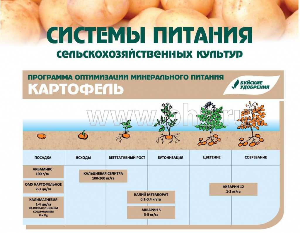 Когда вносить навоз в почву – весной или осенью, чтобы успел разложиться и не повредил корни