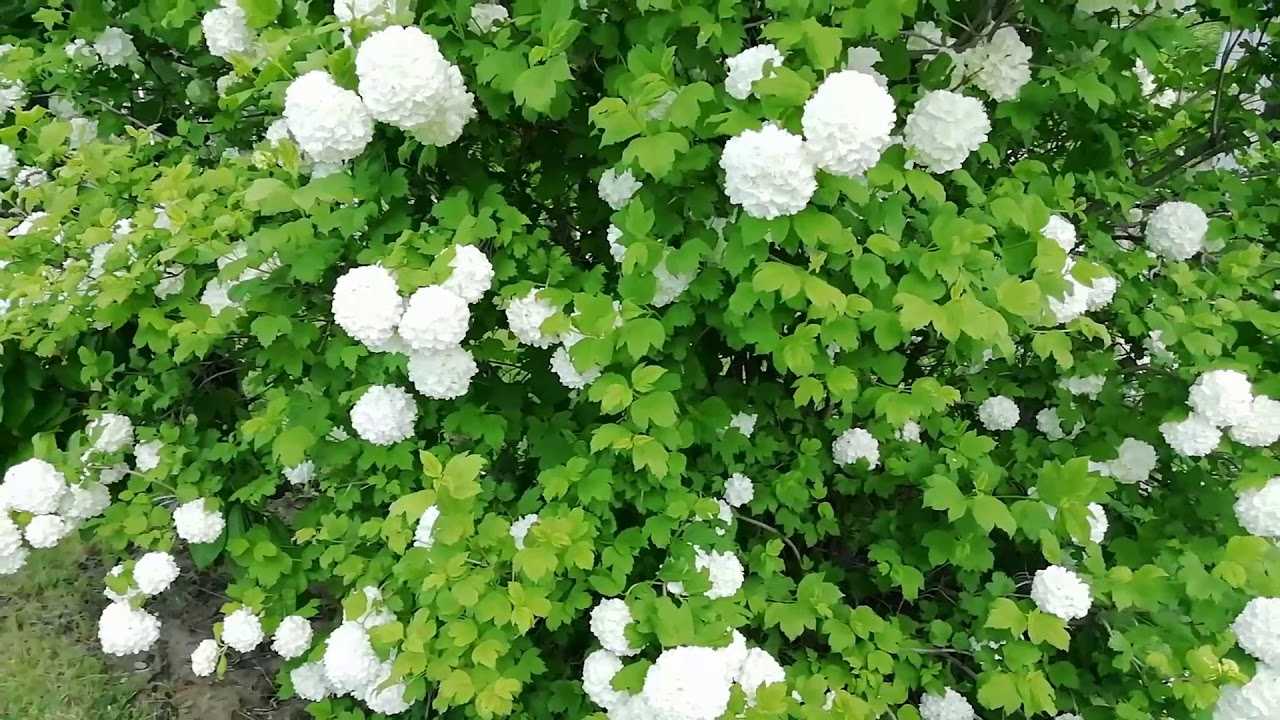 Чем отличается бульденеж и гортензия - или это одно и тоже
