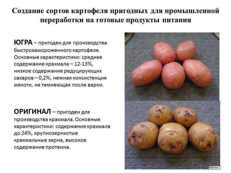 Картошка удача: фото, отзывы и описание сорта, урожайность
