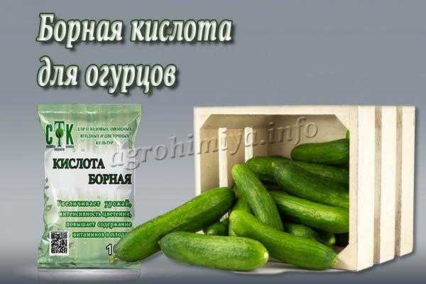 Борная кислота для огурцов: опрыскивание или полив