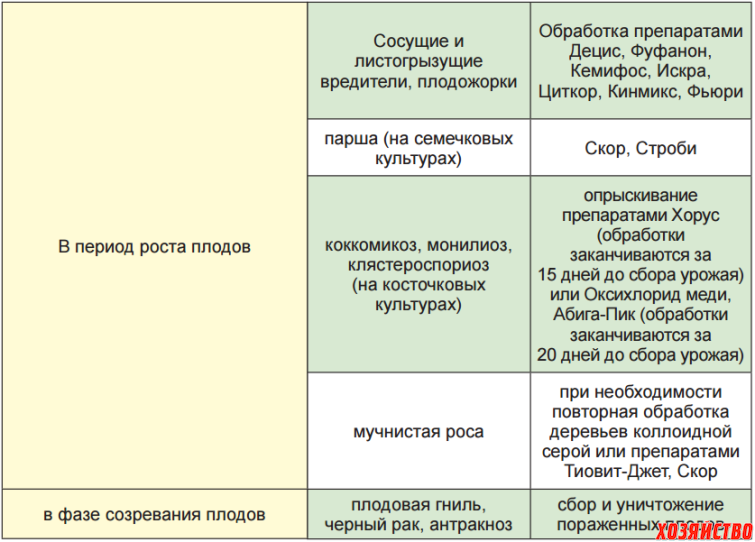 Чем опрыскать абрикос и персик от курчавости после цветения