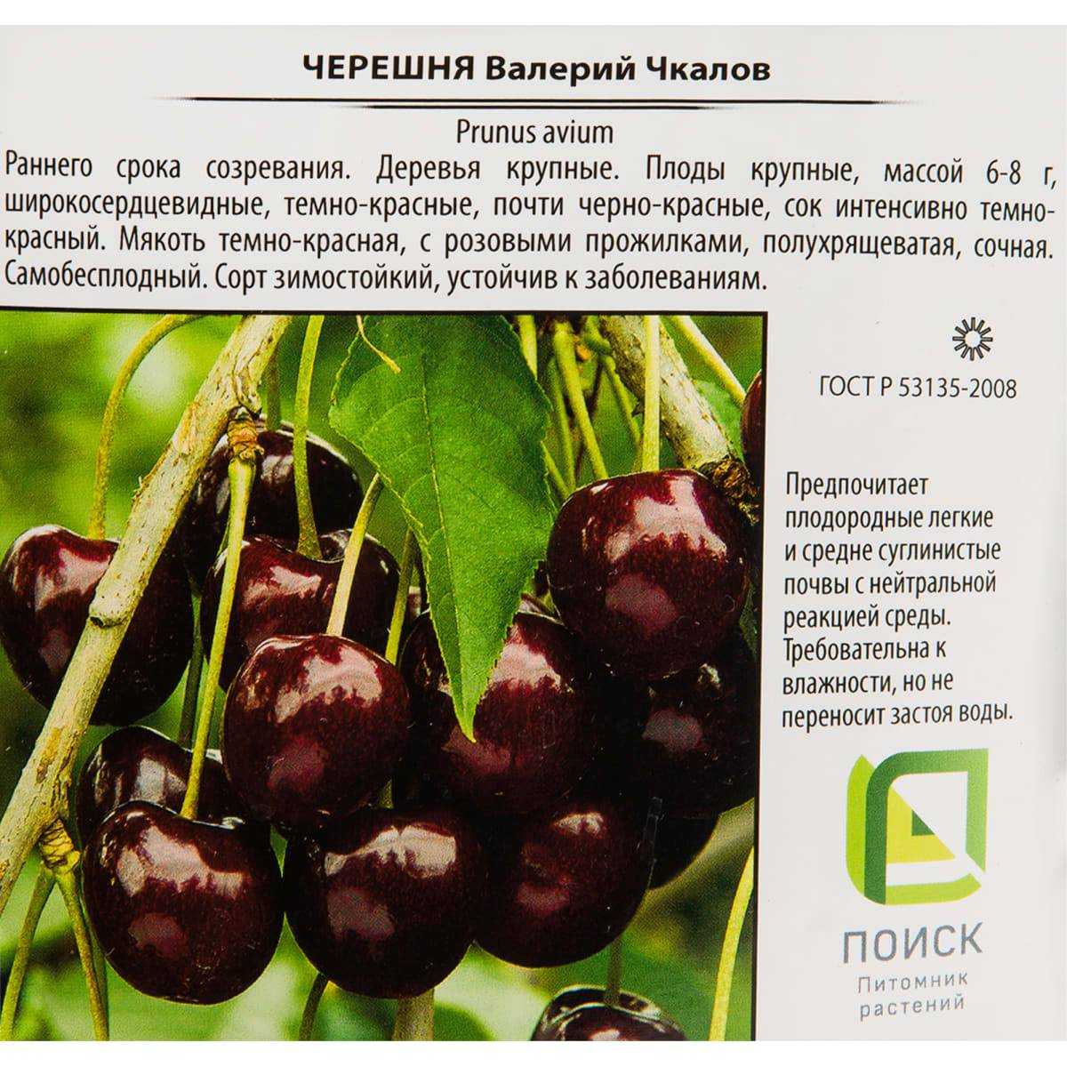 Выращивание черешни: сорта, посадка, уход и обрезка