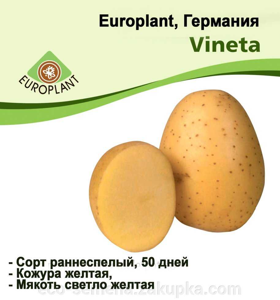 Картофель джелли: характеристика сорта, сроки созревания и вкусовые качества