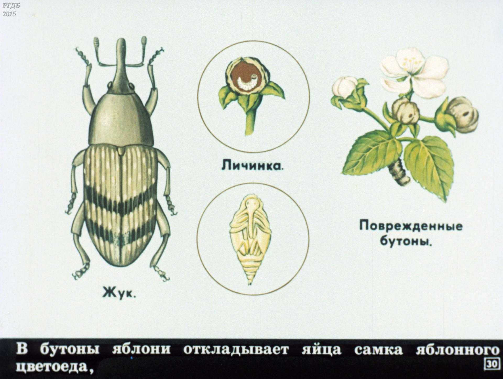 Долгоносик - опасный плодовый вредитель