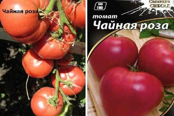 Томат дикая роза: описание сорта, отзывы, фото, урожайность