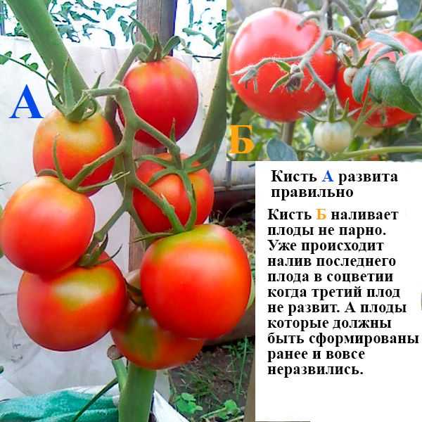 Подкормка помидоров в теплице, подробные рецепты