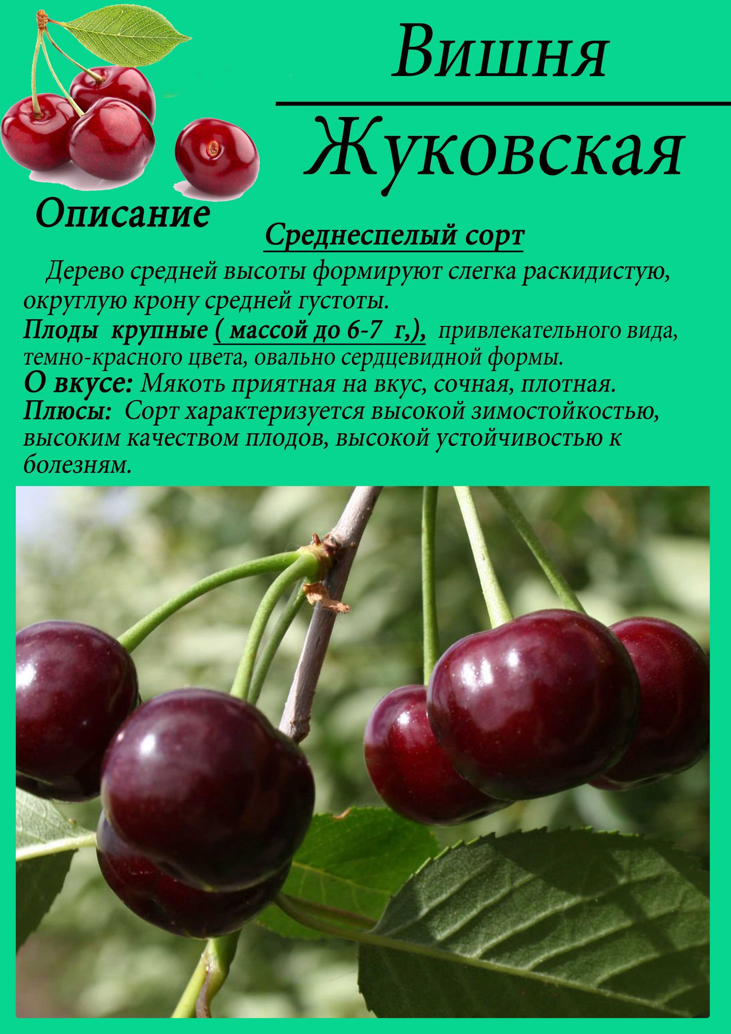 Сорта черешни