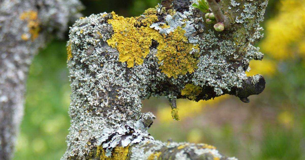 Лишайники это грибы. Накипные лишайники. Накипные лишайники на деревьях. Зеленый накипной лишайник. Серый накипной лишайник.