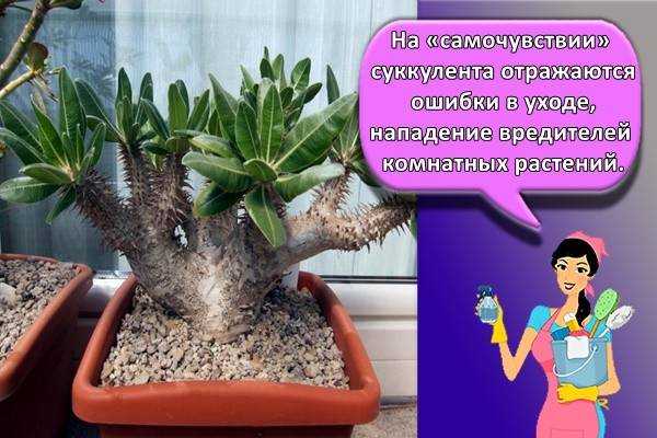 Выращивание пахиподиума ламера в домашних условиях: как размножается из семян