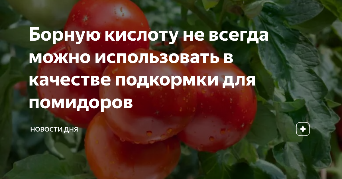 Йод в теплице – зачем нужен, способы применения, рецепты для раствора