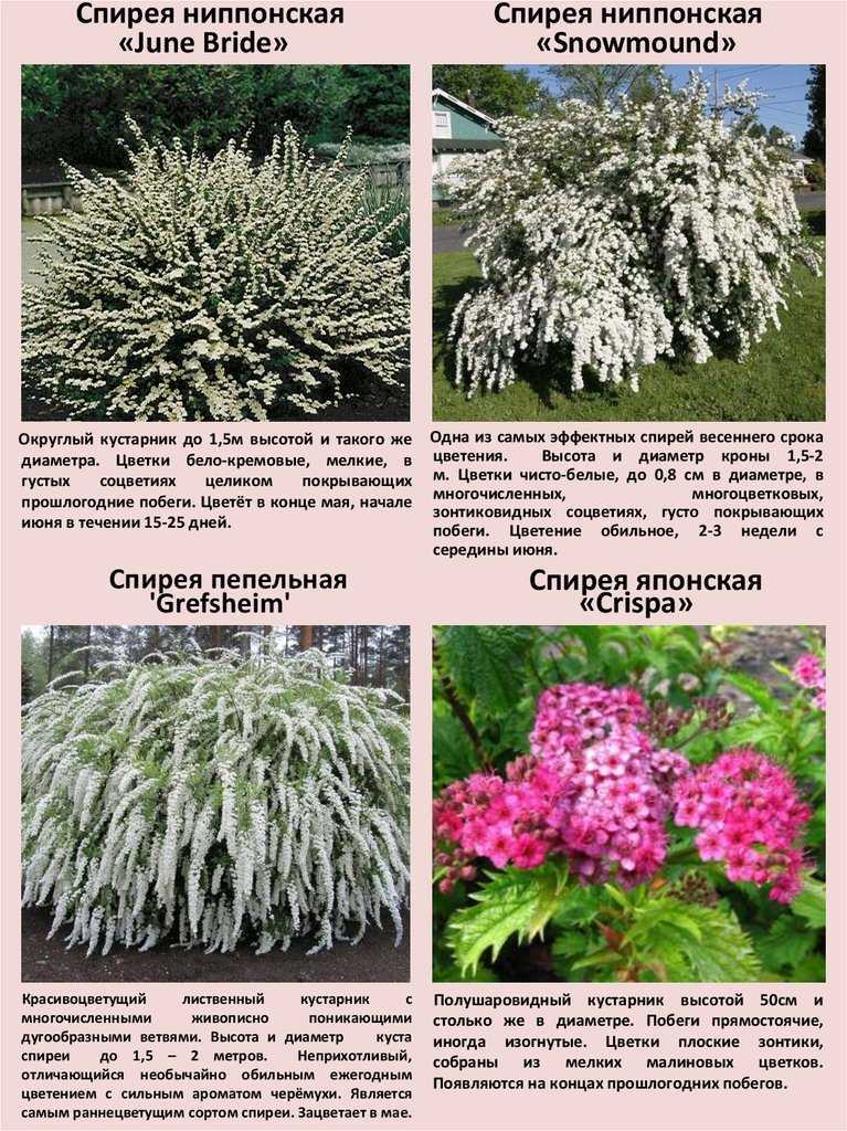 Спирея: описание, виды, посадка, уход | 80 фото +отзывы
