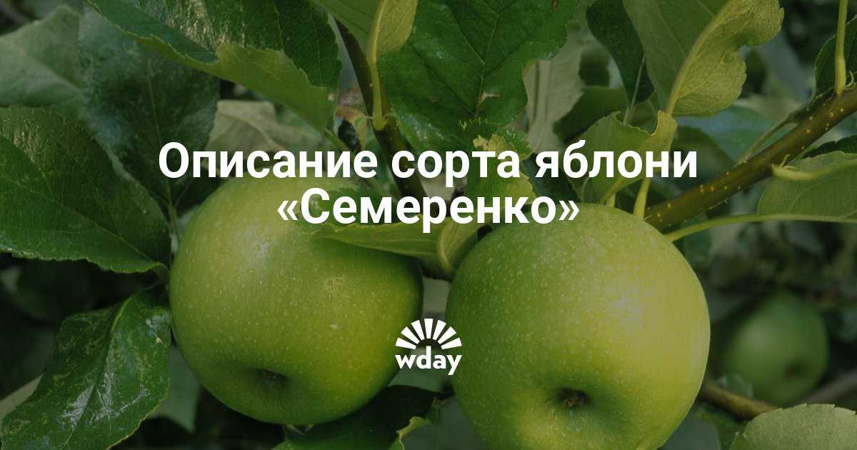 Яблоки семеренко фото и характеристика сорта, полезные свойства