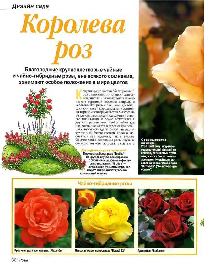 Плетистая роза глория дей: фото, описание, условия содержания