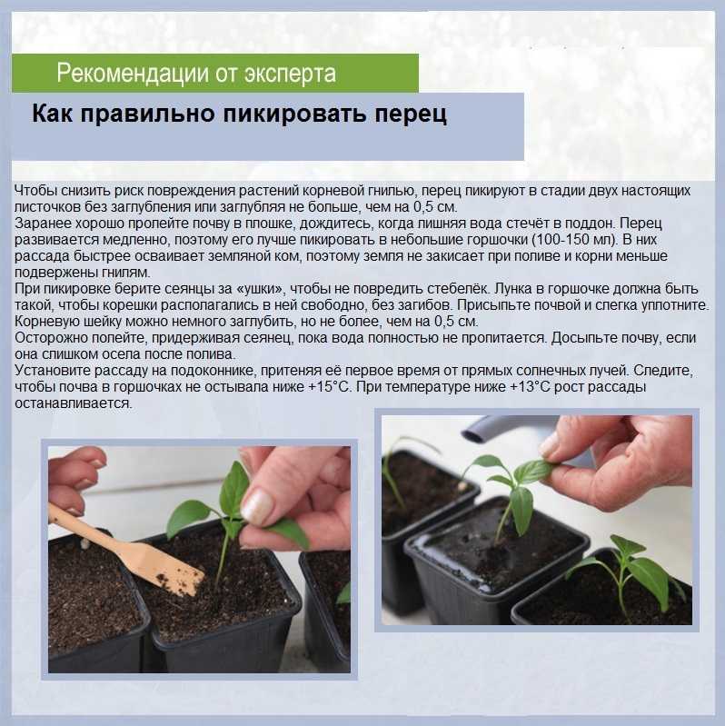 Как вырастить рассаду огурцов в домашних условиях пошаговая инструкция фото видео