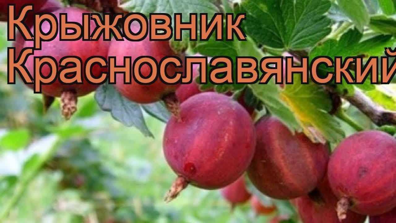 Крыжовник краснославянский: описание и характеристика сорта, достоинства и недостатки, особенности посадки и ухода + фото, видео и отзывы