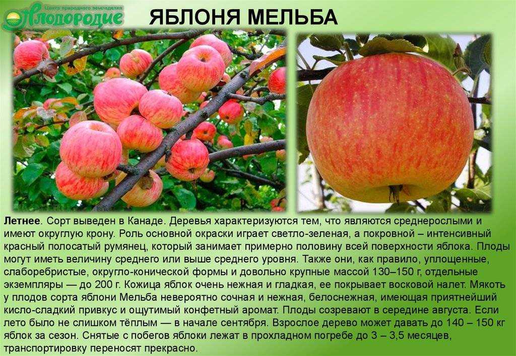Яблоня мельба: описание сорта, фото и отзывы, посадка, уход