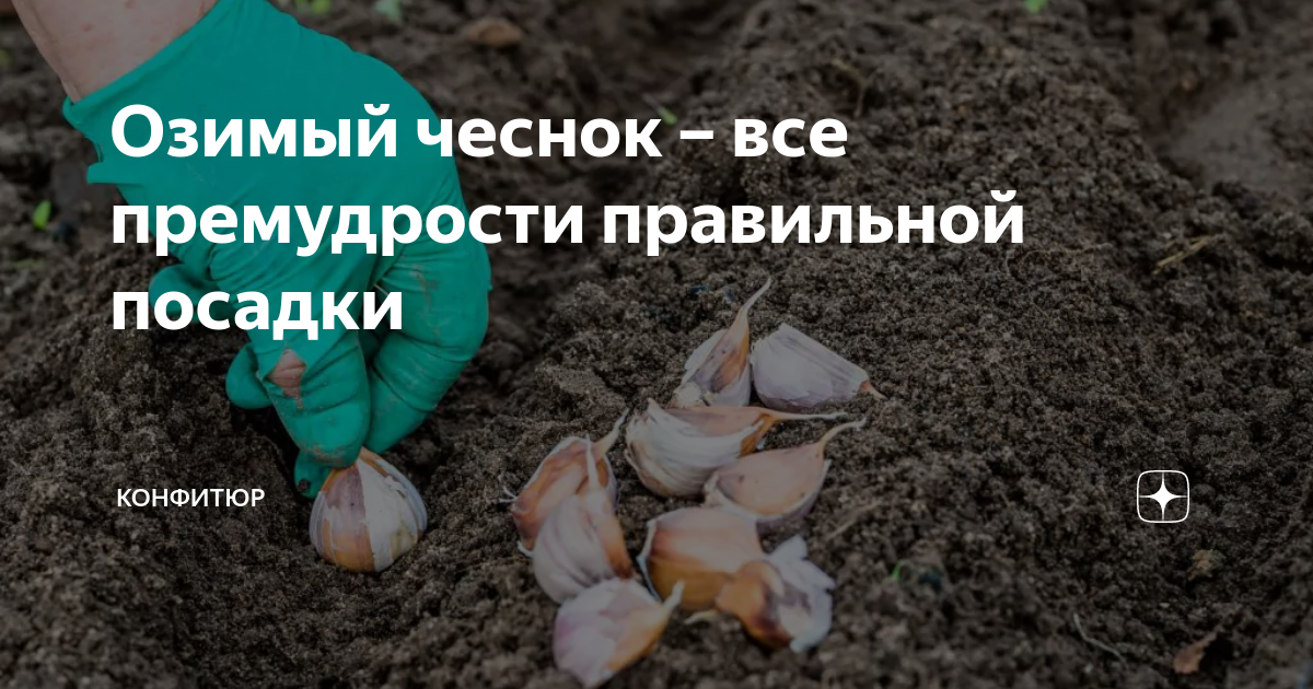 Что делать, если взошел озимый чеснок осенью в октябре: как спасти до заморозков