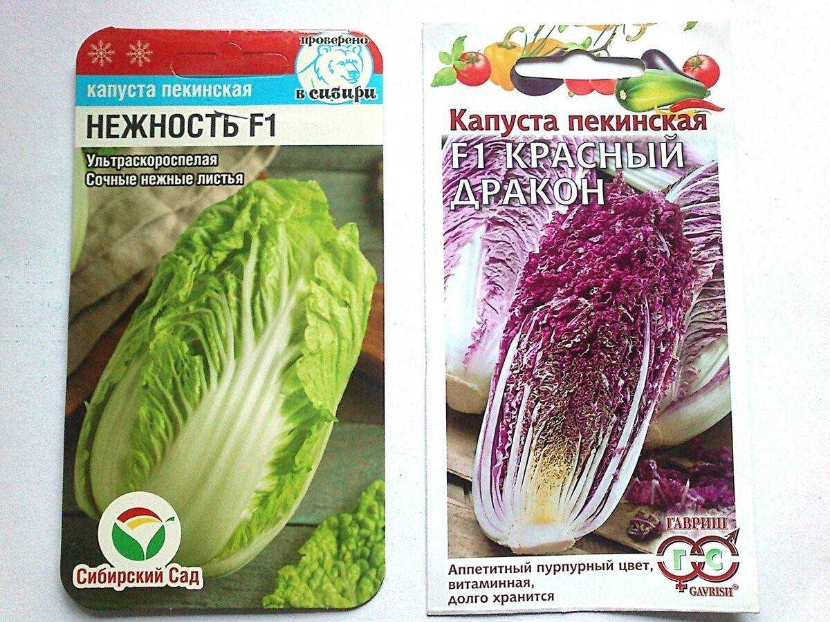 Выращивание пекинской капусты в открытом грунте: основные правила, уход за растением