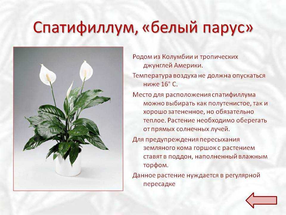 Почему не цветет спатифиллум в домашних условиях и что делать?