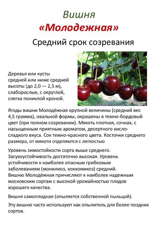 Вишня щедрая: описание и характеристика, достоинства и недостатки сорта, посадка и уход, фото