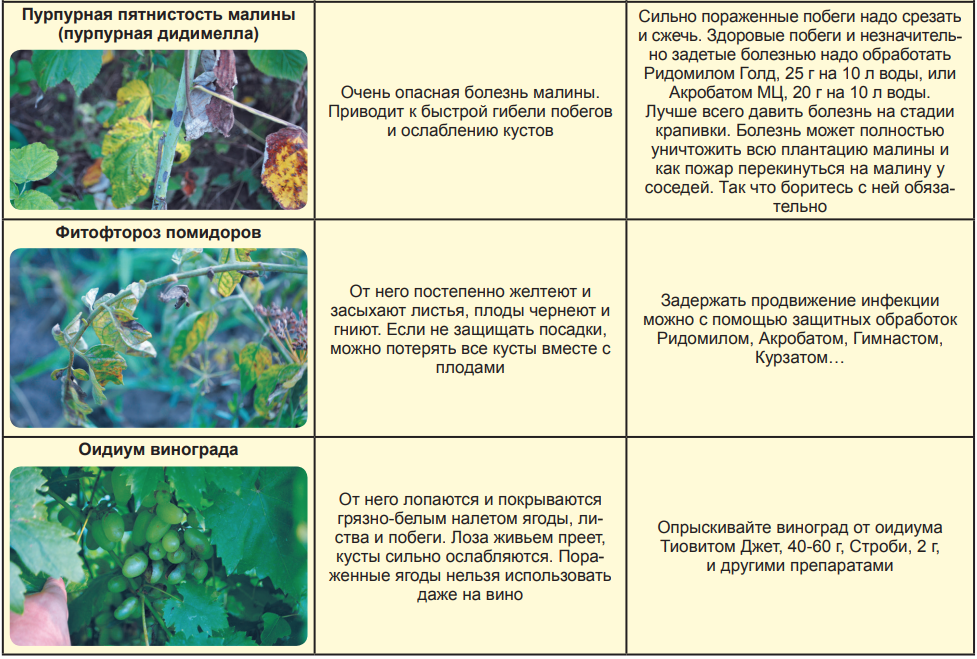 Первые признаки антракноза винограда, причины заражения грибком, профилактика и лечение заболевания