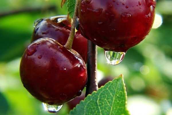 Черешня мелитопольская черная: описание, выращивание, фото