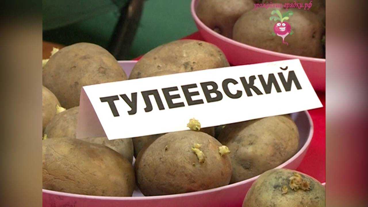 Сорт тулеевский: характеристика и описание картошки