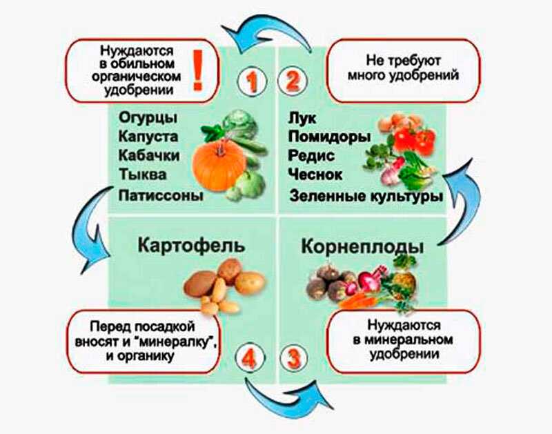 Овощи на грядке: список неприхотливых, теневыносливых и необычных. смешанные посадки овощей