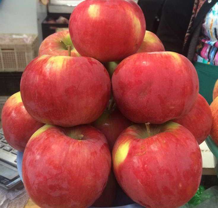 Яблоня апорт: описание сорта, отзывы, фото