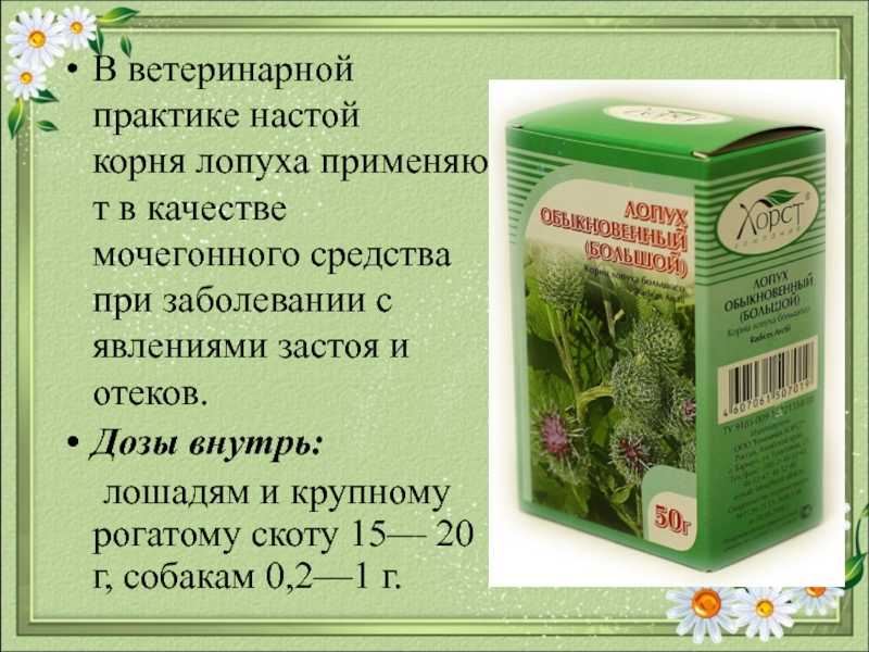 Ревень: посадка и уход, полезные свойства