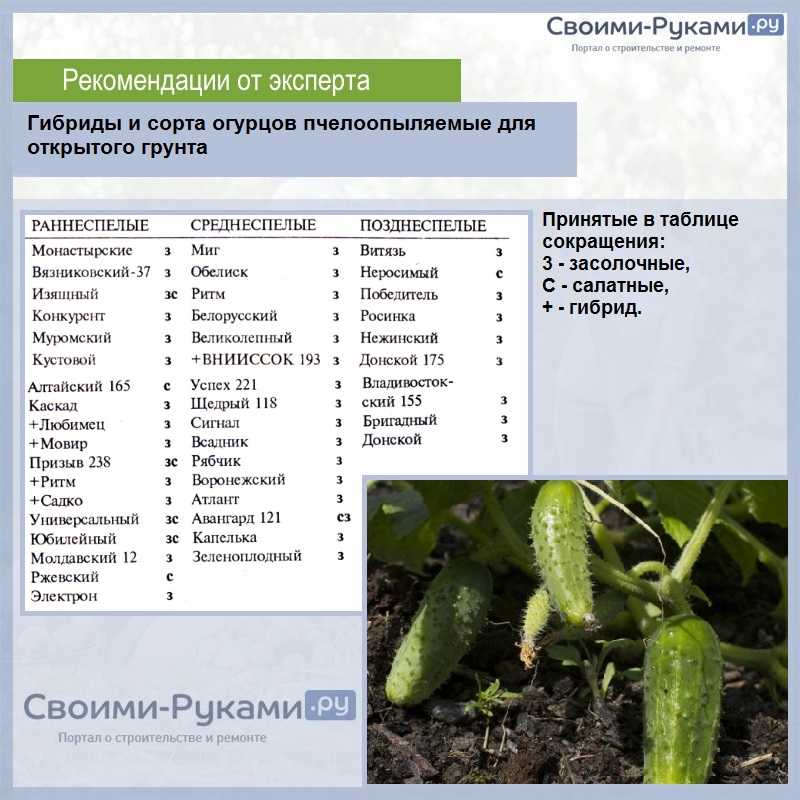 Как выбрать огурцы для выращивания в Сибири Лучшие сорта для региона в сравнении Как посадить и вырастить огурцы в теплице, парнике, в открытом грунте Видео