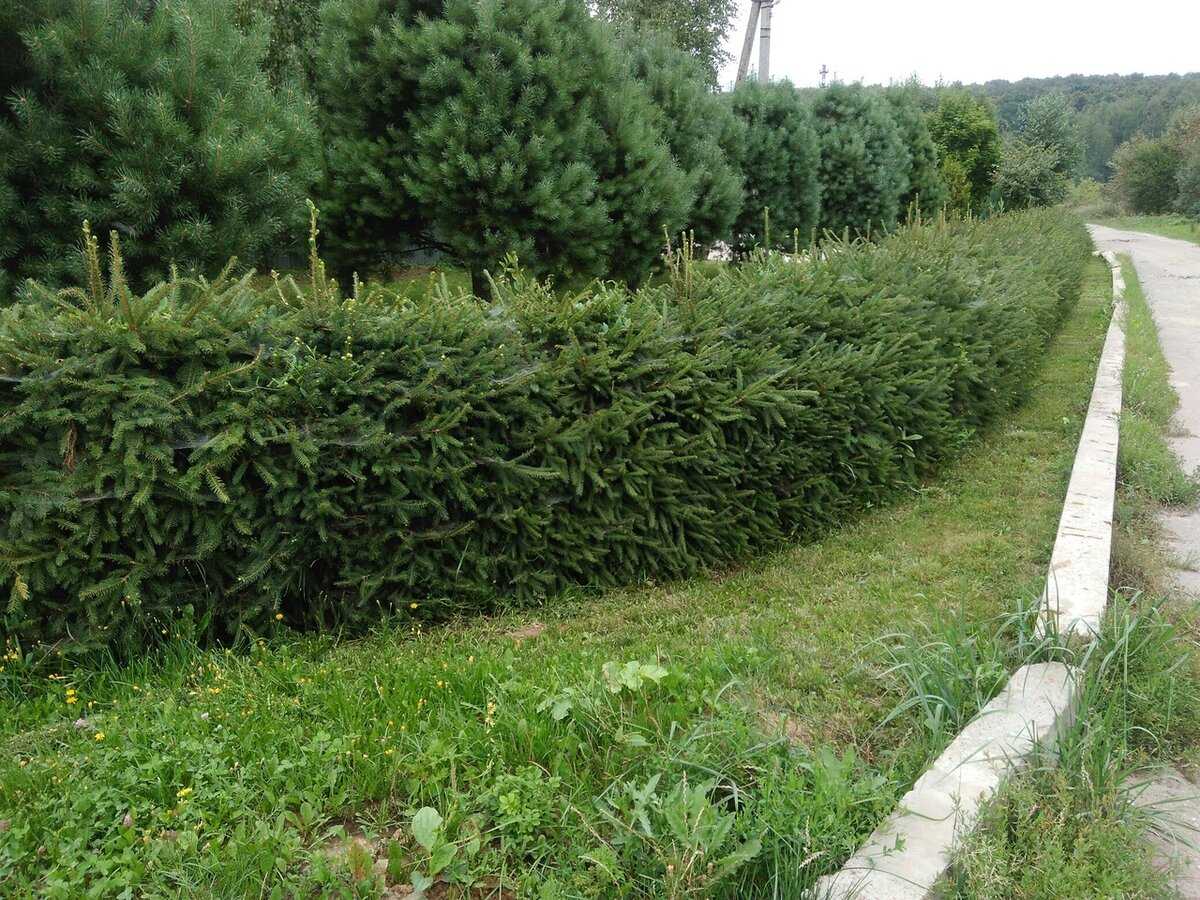 Какие хвойники выбрать для живой изгороди, фото