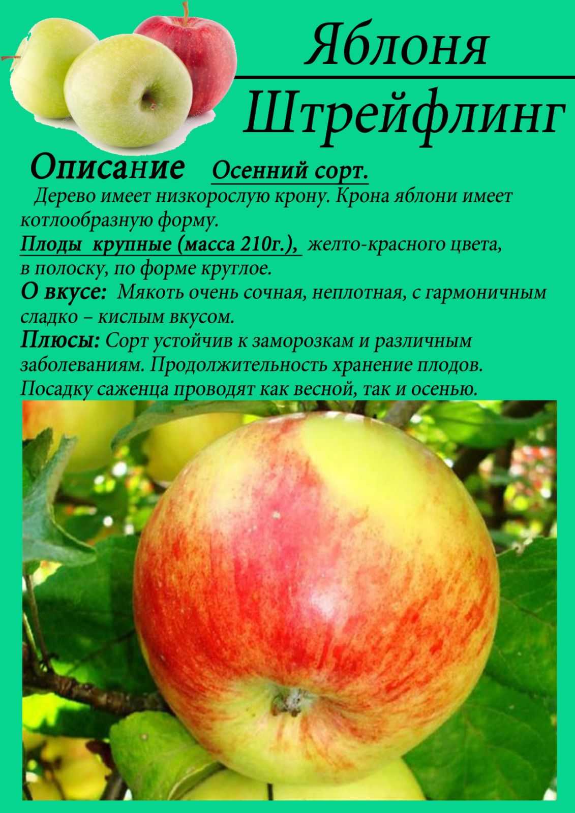 Яблоня штрифель: полная характеристика сорта, выращивание и уход