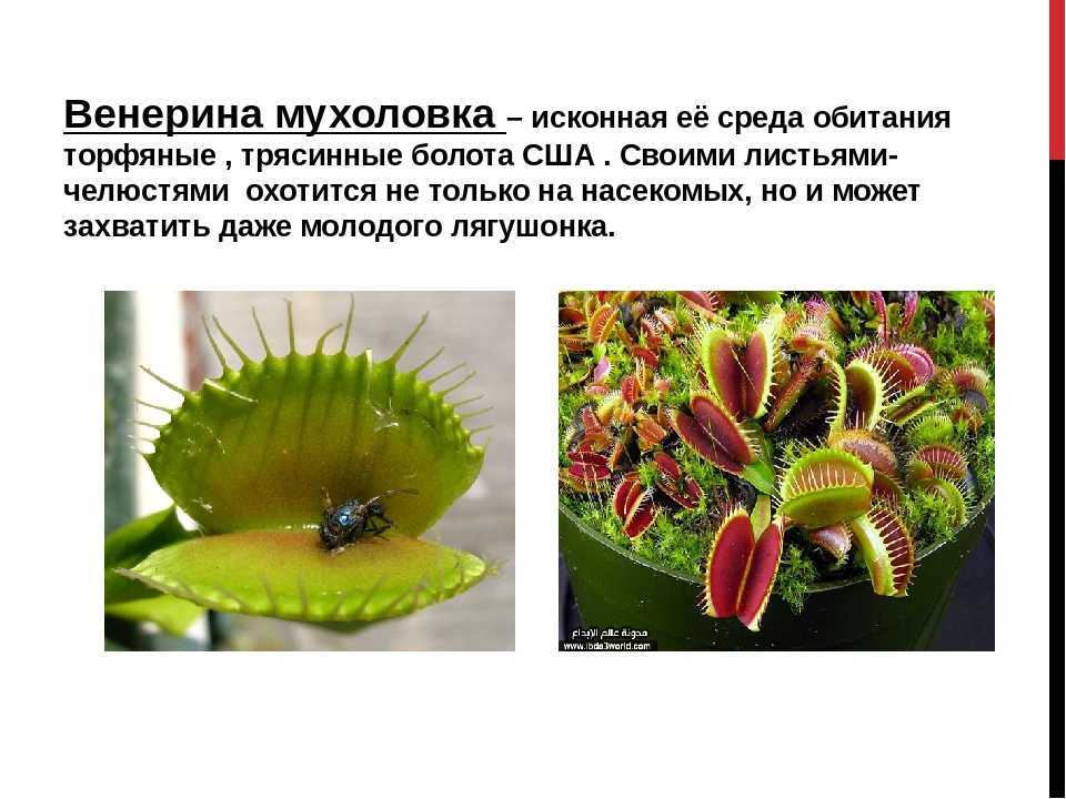 Дионея (венерина мухоловка): особенности ухода в домашних условиях - комнатные и садовые растения, уход за ними sad-doma.net