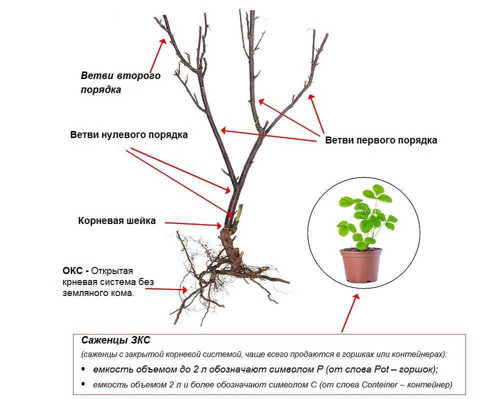 Смородина красная натали: описание сорта, характеристика, отзывы, выращивание. размножение кустарника, обрезка, подкормка