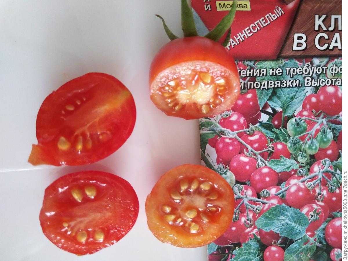 Описание декоративного томата клюква в сахаре и агротехника выращивания