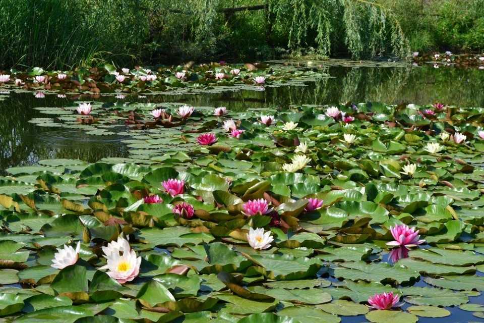 Водяная лилия: фото растения, что за цветок, посадка и уход
