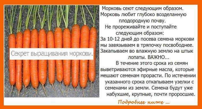Как проредить морковь, чтобы собрать завидный урожай?