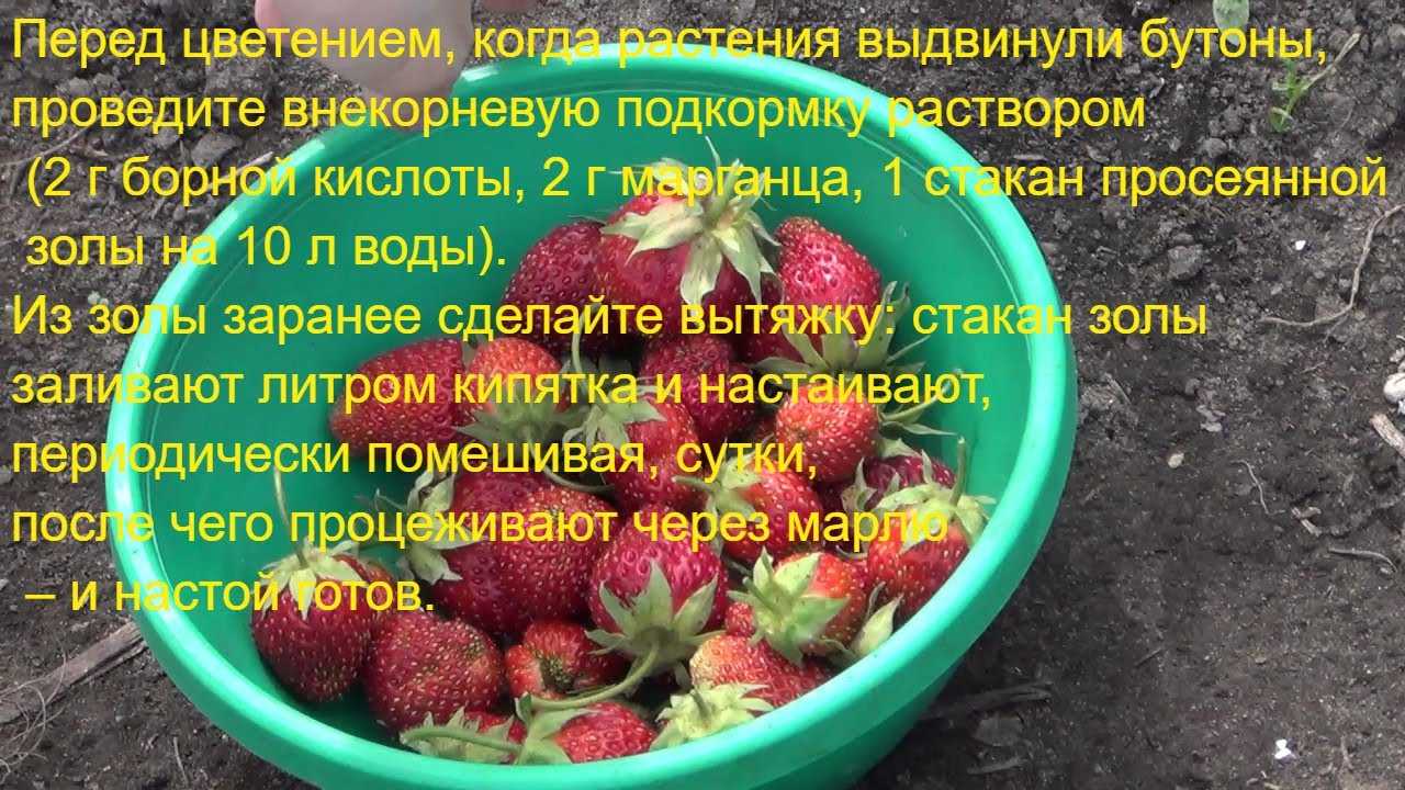 Борная кислота в саду и огороде – инструкция по применению