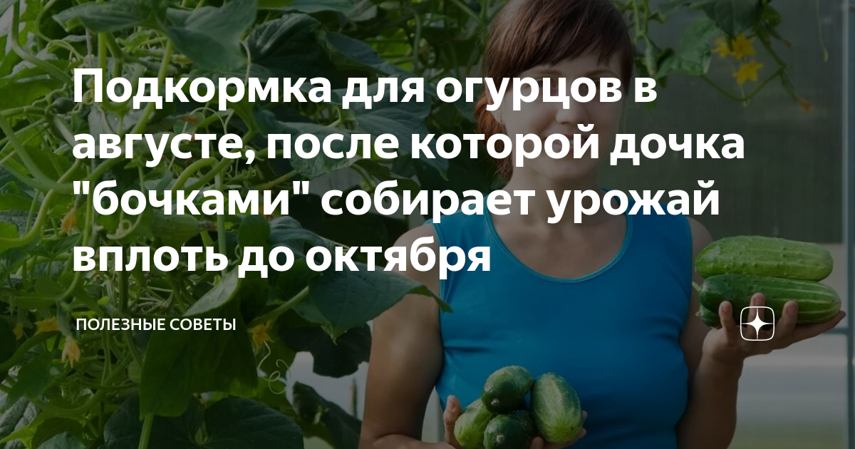 Подкормка огурцов: чем полить для роста и большого урожая