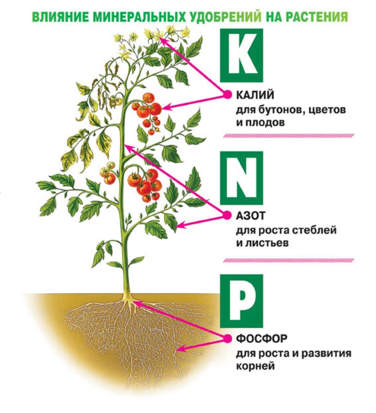 Вегетация растений что это простыми словами. Минеральные удобрения азот фосфор калий. Влияние удобрений на растения. Влияние Минеральных удобрений на растения. Влияние удобрений на рост растений.