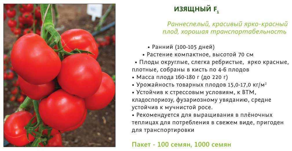 Томат сибирский скороспелый