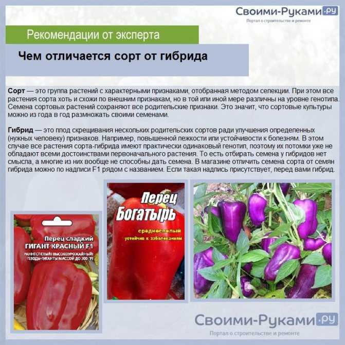 Перец "колокольчик": характеристики и описание сорта такой формы плодов, которые имеют острые, горькие и сладкие качества, красный и иные цвета и как выращивать?