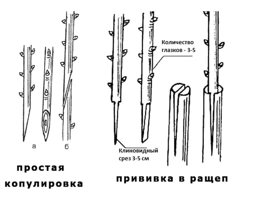 Прививка роз на шиповник весной: как правильно привить розу (пошаговая инструкция + видео)