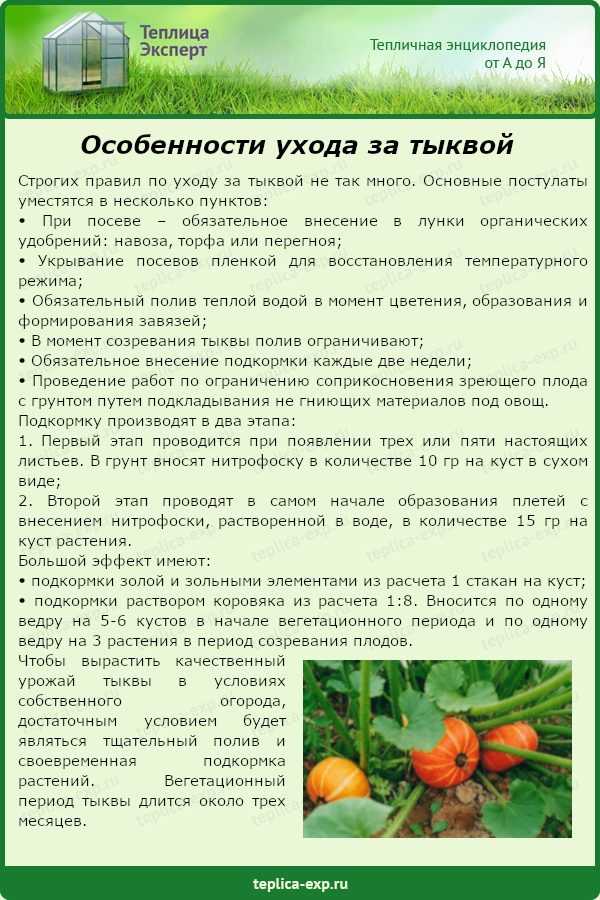 Сбор тыквы в 2021 году: уборка на хранение с грядки по лунному календарю, благоприятные дни по регионам, проверка спелости