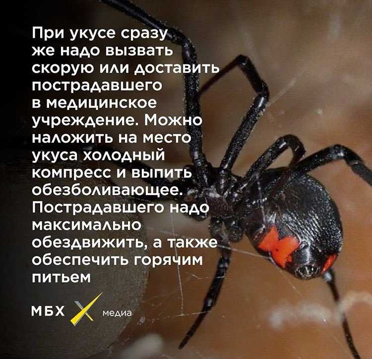 Ядовитые пауки россии: фото и названия самых опасных представителей
