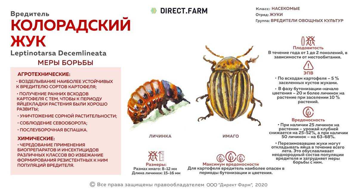 Колорадский жук: способы борьбы